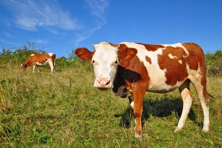 The calf on a summer pastureの写真素材