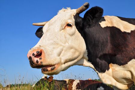 Head of a cow against a pasture  の写真素材