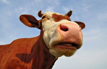 Head of a cow against the skyの写真素材