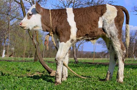 The calf on a summer pastureの写真素材
