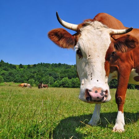 Cow on a summer pastureの写真素材