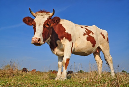 The calf on a summer pastureの写真素材