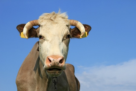 Head of a cow against the sky