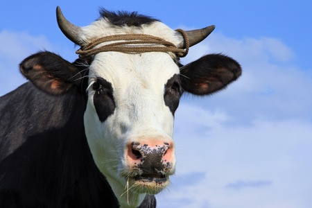 Head of a cow against the skyの写真素材