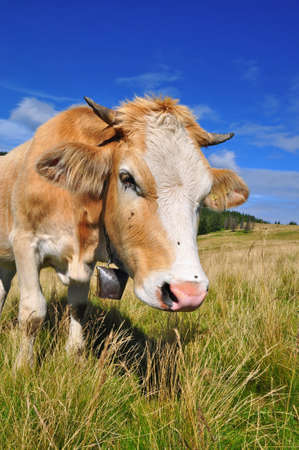 The calf on a summer pastureの写真素材