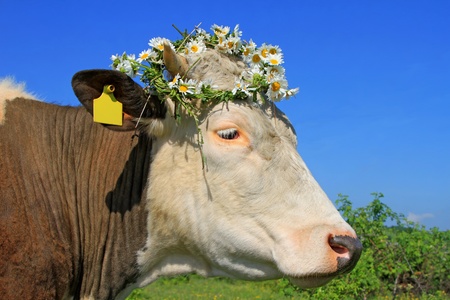 Head of a cow against a pasture