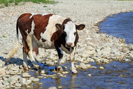Cow on a watering placeの写真素材