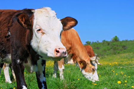 The calf on a summer pastureの写真素材