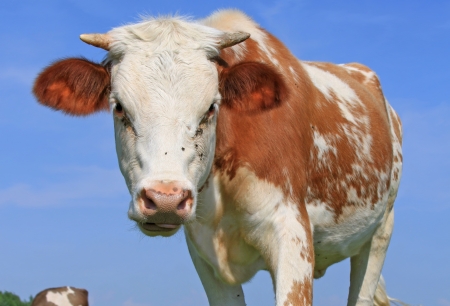 The calf on a summer pastureの写真素材