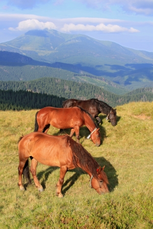Horses on a summer mountain pastureの写真素材
