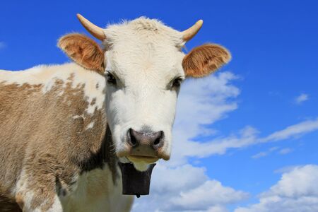 Head of the calf against the skyの写真素材
