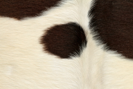 Fragment of a skin of a cowの写真素材