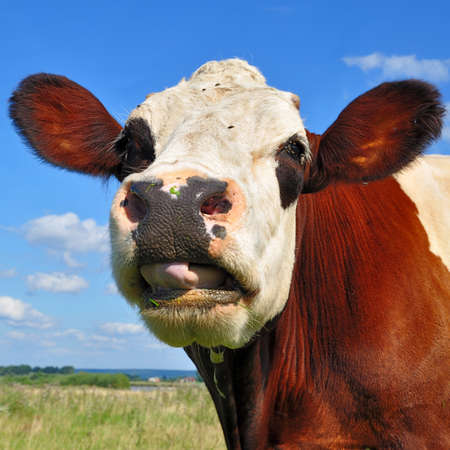 Head of a cow against a pasture
