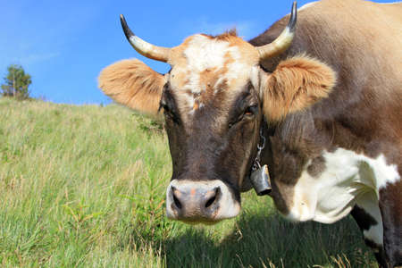 Head of a cow against a pasture