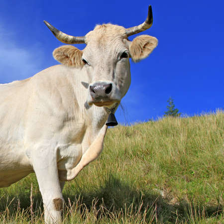 Cow on a summer pastureの写真素材