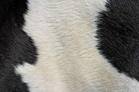 Fragment of a skin of a cow  