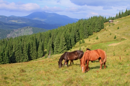 Horses on a summer mountain pastureの写真素材