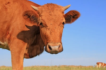 The calf on a summer pastureの写真素材