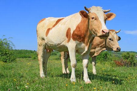 Cows on a summer pastureの写真素材