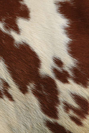Fragment of a skin of a cow