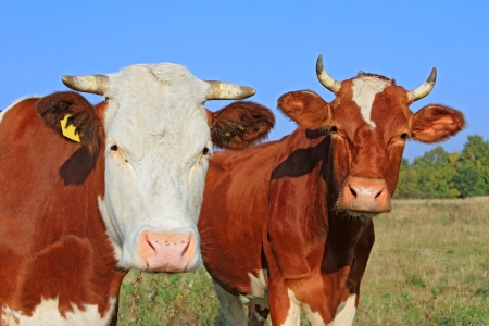 Cows on a summer pastureの写真素材
