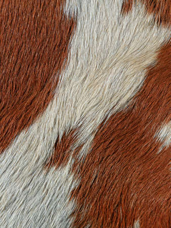 Fragment of a skin of a cowの写真素材