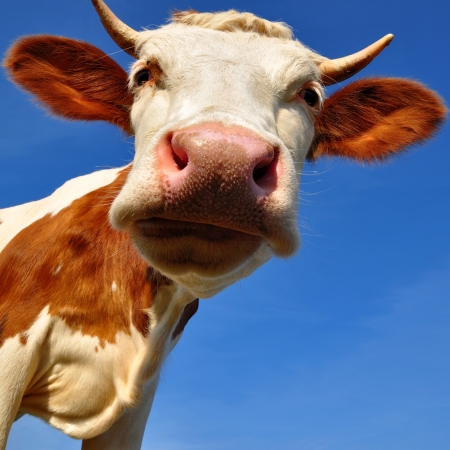 Head of the calf against the skyの写真素材