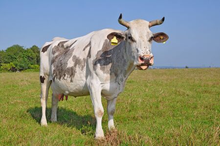 Cow on a summer pastureの写真素材