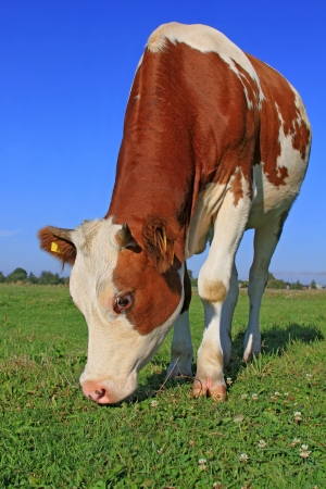 The calf on a summer pastureの写真素材