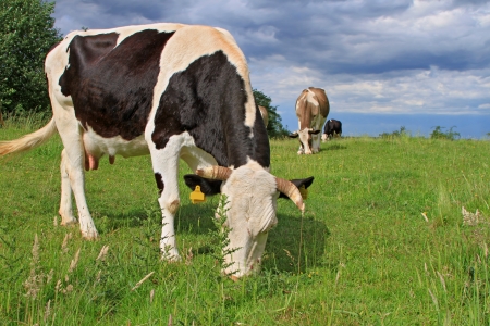 Cow on a summer pastureの写真素材