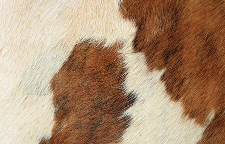 Fragment of a skin of a cow