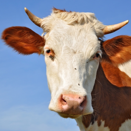 Head of a cow against the skyの写真素材