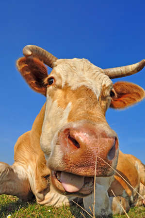 Cow on a summer pastureの写真素材