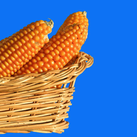 Corn ears in a basketの写真素材