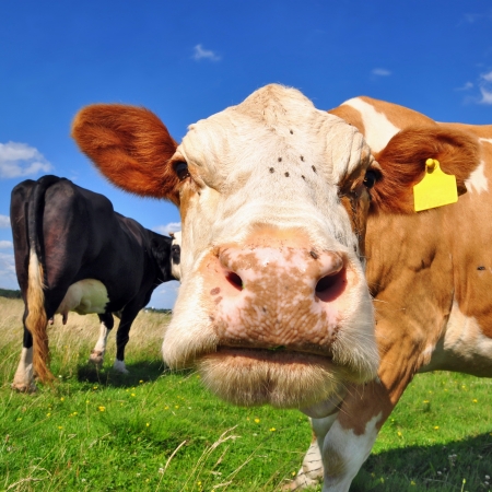 Head of a cow against a pastureの写真素材