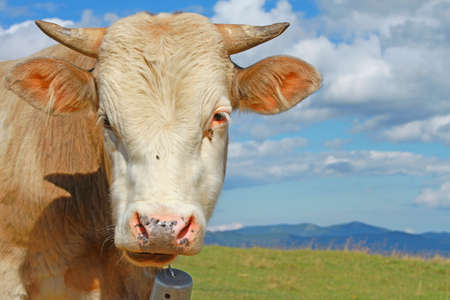 Head of the calf against mountainsの写真素材
