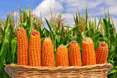 Corn ears in a basket against a field