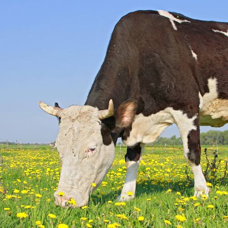 Cow on a summer pasture
