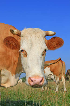 Head of a cow against a pastureの写真素材