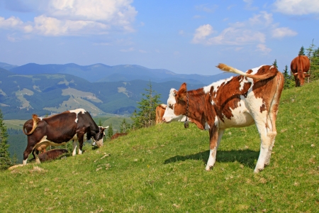 The calf on a summer mountain pastureの写真素材