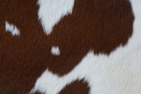 Fragment of a skin of a cowの写真素材