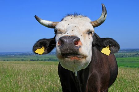 Cow on a summer pastureの写真素材