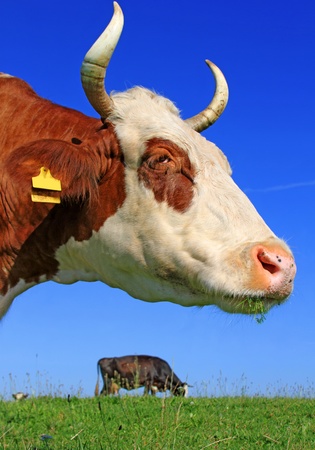 Head of a cow against the skyの写真素材