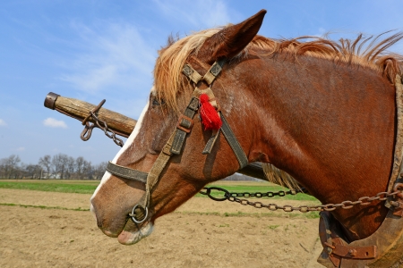Head of a horse in a harness against a spring fieldの写真素材