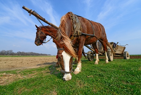 Horses with a cart on a spring field の写真素材