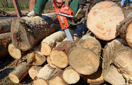 Scrap of a log a saw