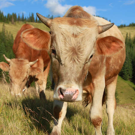 The calf on a summer pastureの写真素材