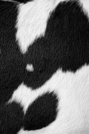 Fragment of a skin of a cow