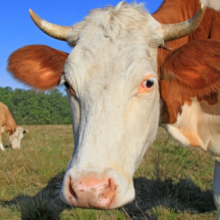 Head of a cow against a pastureの写真素材