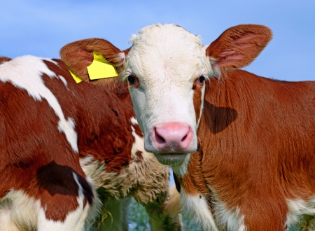 The calf on a summer pastureの写真素材